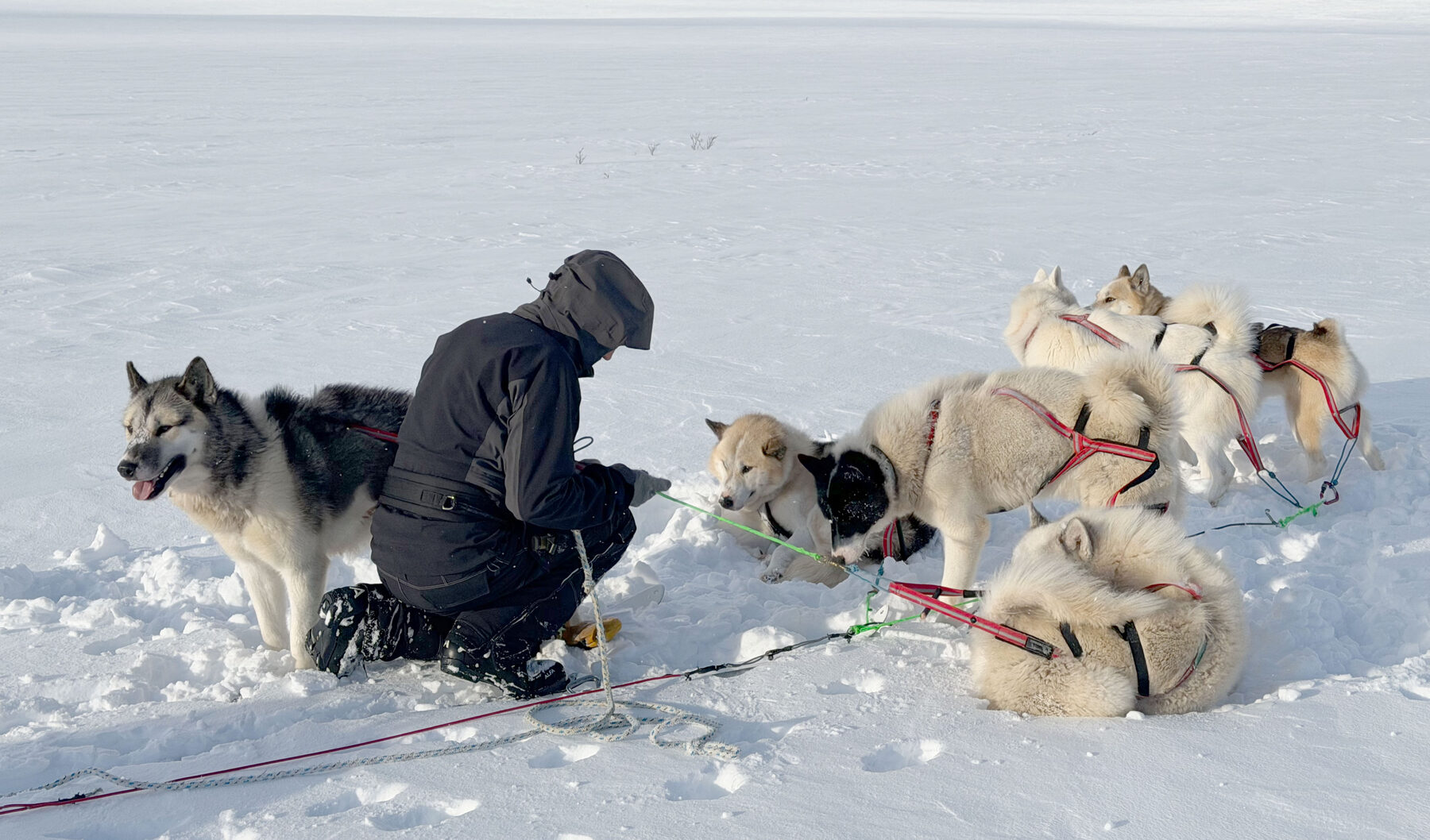 Two Greenland dogs looking directly at the camera in the snow