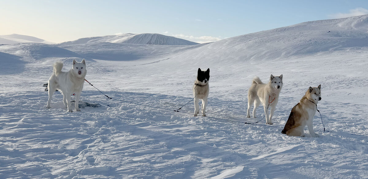Gabor and Gusta, Greenland dogs from Tinkas kennel