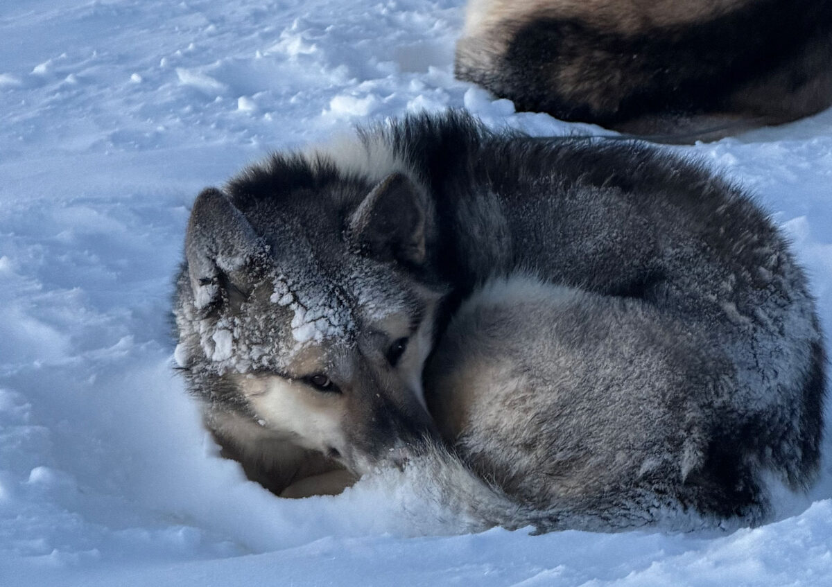 Mali, Amos and Draku, Greenland dogs from Malene Olsen's kennel