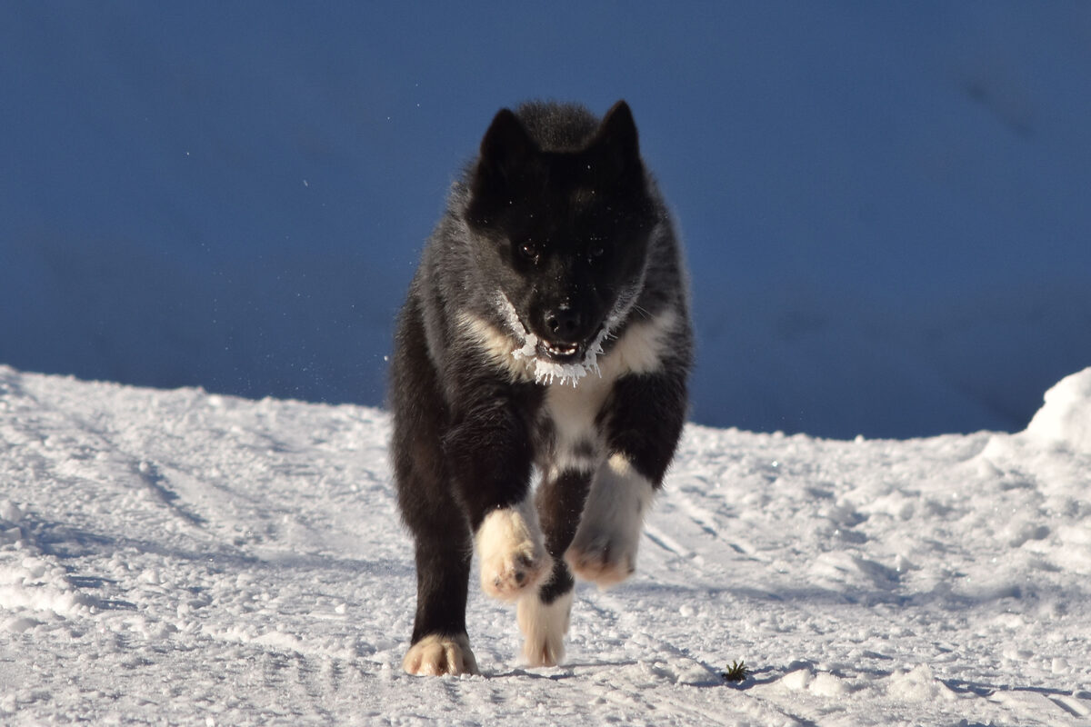 Skábma, Greenland dog from Kennel Muddus