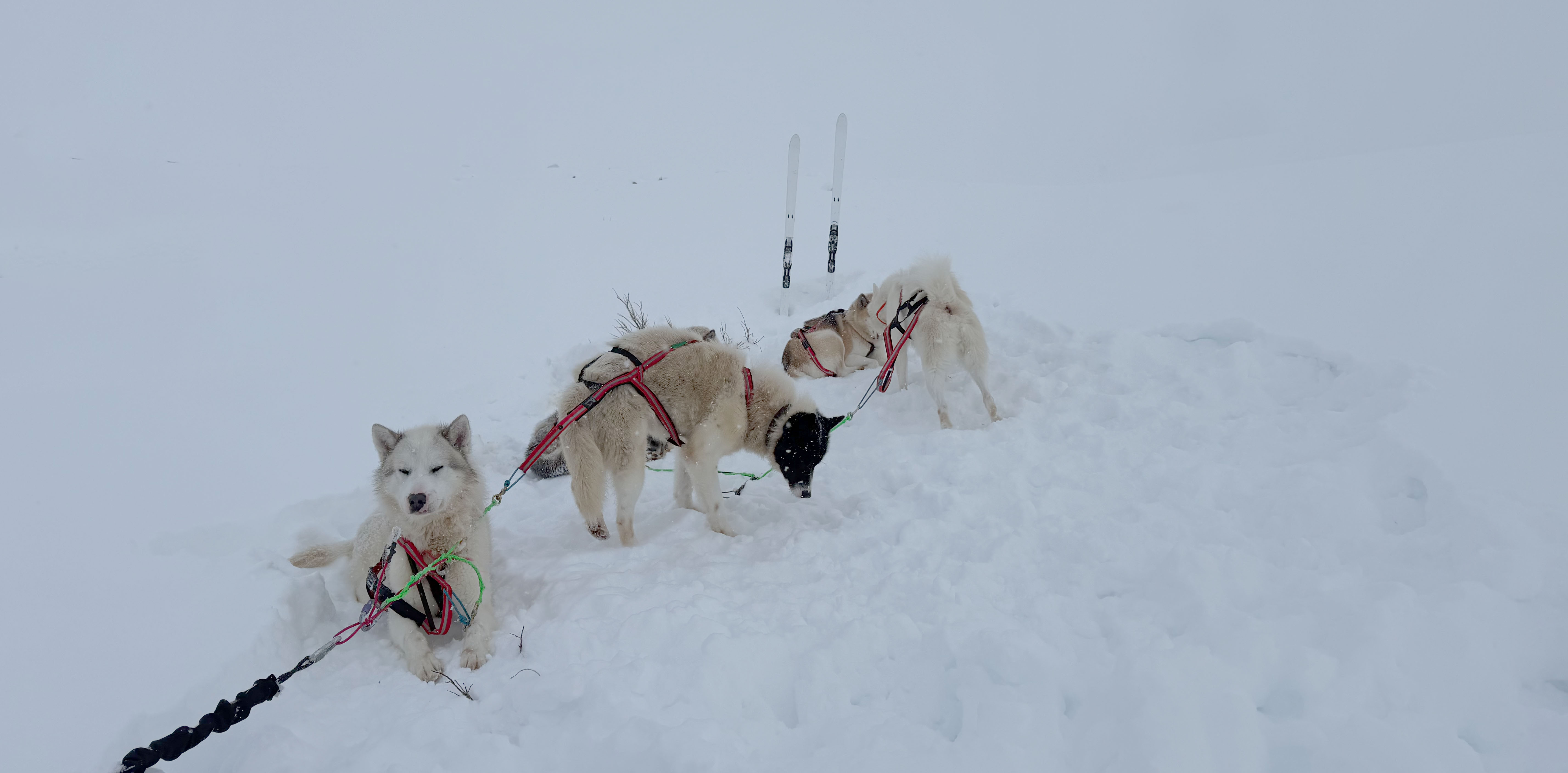 Greenland dog sled team pulling through deep snow in the Swedish mountains