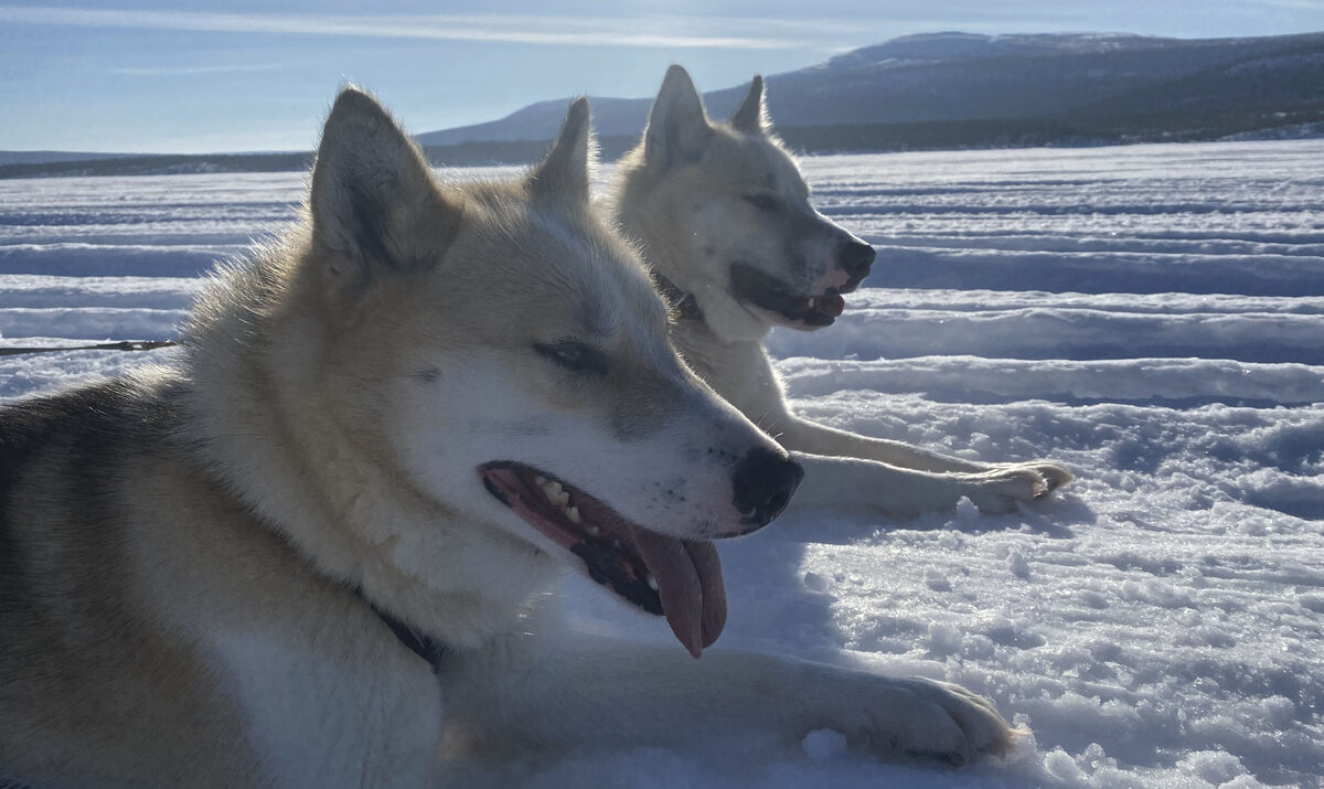 Trond and Torvi, Greenland dogs from Wild Dalarna